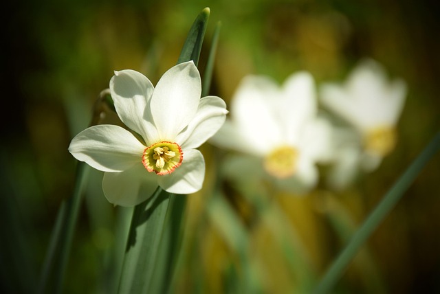 Free Flower Nature photo and picture