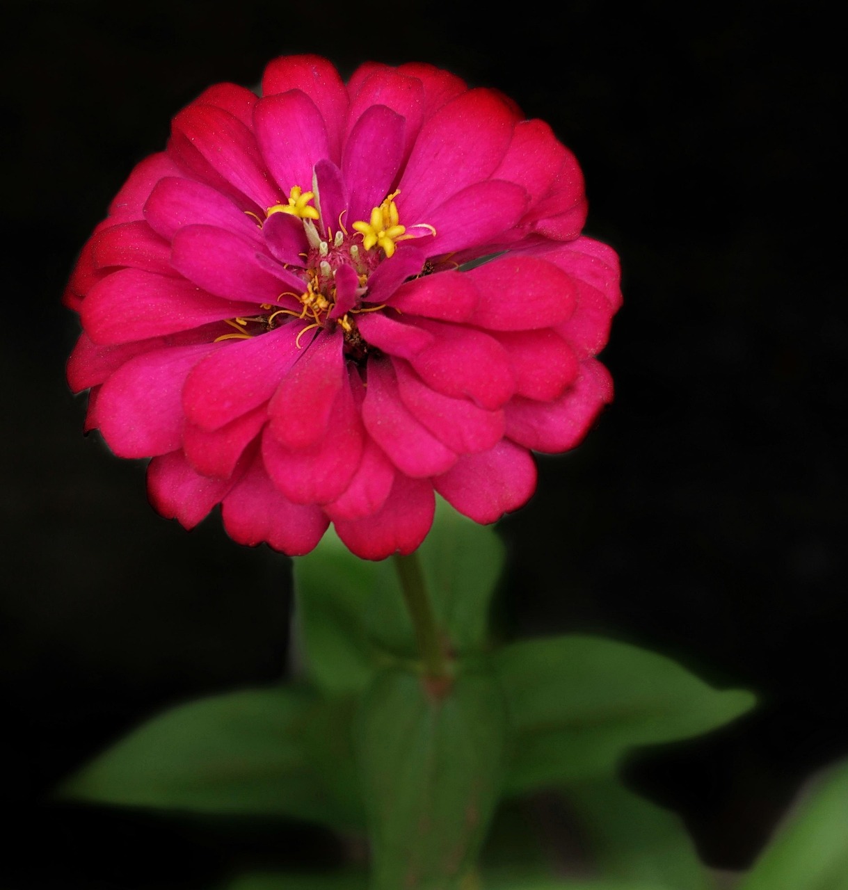 Zinnia Elegant Free photo on Pixabay Pixabay