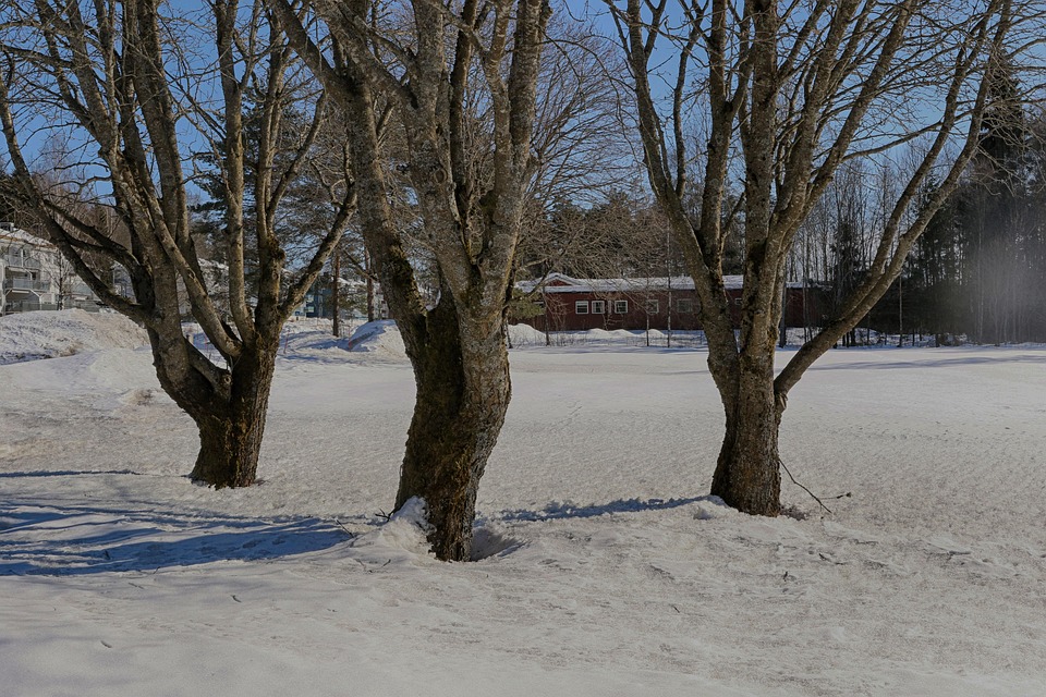 木 冬 風景 - Pixabayの無料写真 - Pixabay