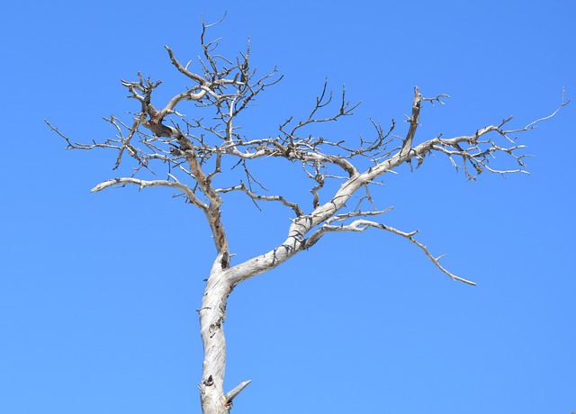 Træ, Filial, Natur, Himmel, Plante