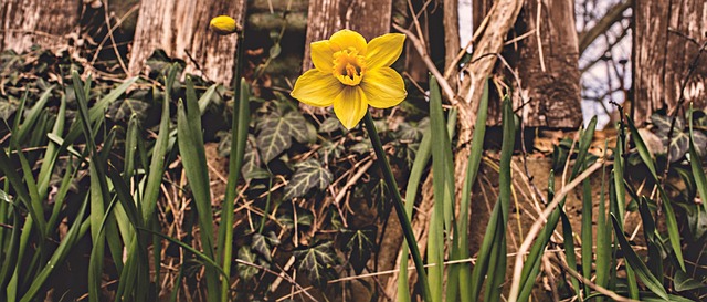 Free Nature Beautiful Flowers photo and picture