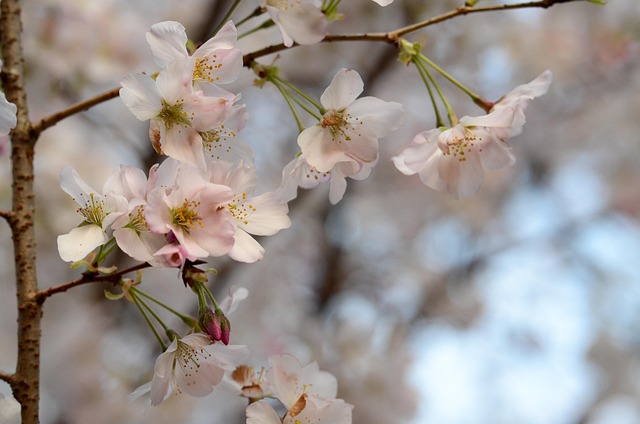 Free Flower Branch photo and picture