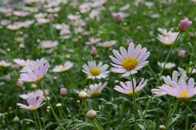 Free Nature Flower photo and picture