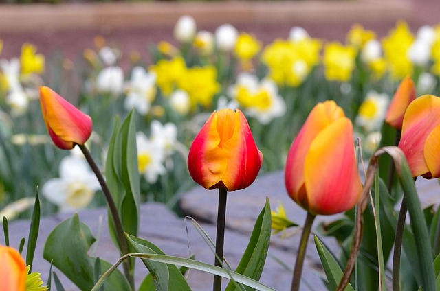 Free Tulip Flower photo and picture