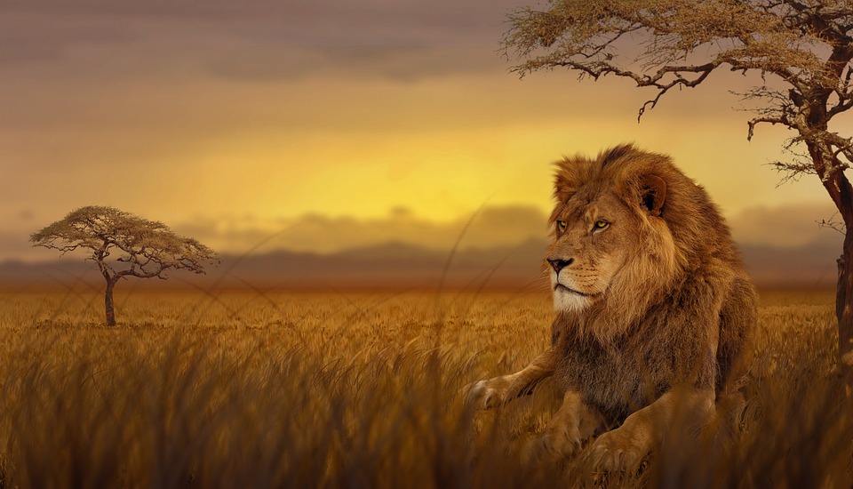 Lion Savane Nature Photo Gratuite Sur Pixabay