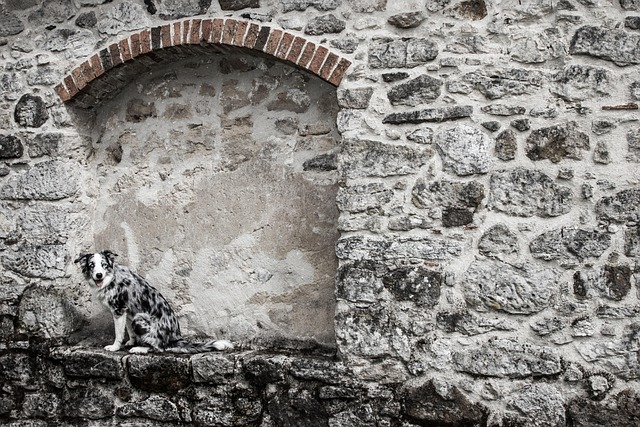 Free Stone Wall photo and picture