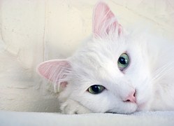 猫 暹 动物 · Free image on Pixabay
