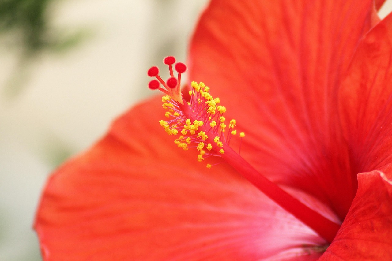 Fleur Rouge Jaune - Photo gratuite sur Pixabay - Pixabay