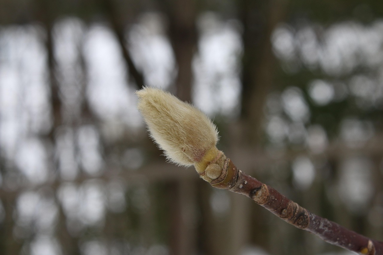 Free Wood Natural photo and picture