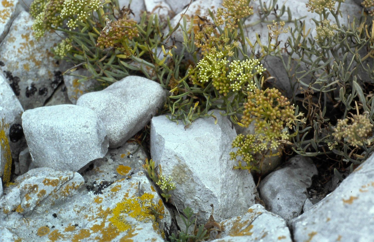 Naturaleza Rock Roca - Foto gratis en Pixabay - Pixabay