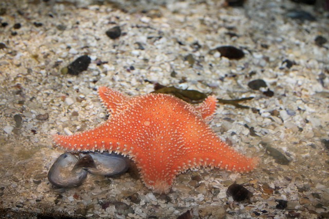 Free Ocean Sea photo and picture