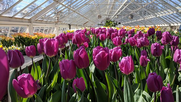 Free Flower Tulip photo and picture