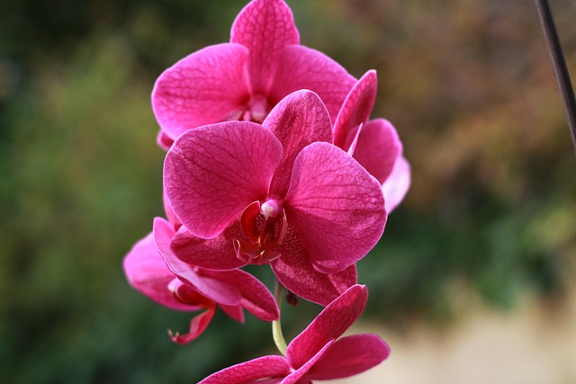 Blume, Blumen Hintergrund, Natur