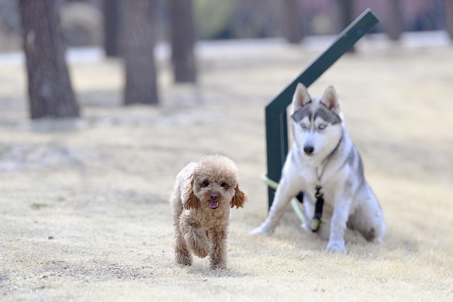 Free Animal Pet photo and picture