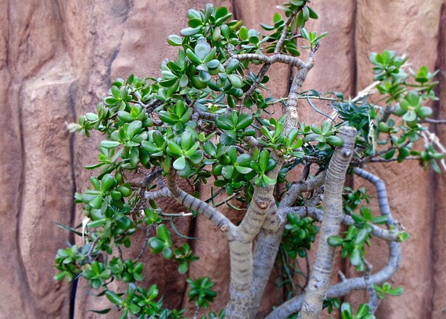 Free Flora Tree photo and picture