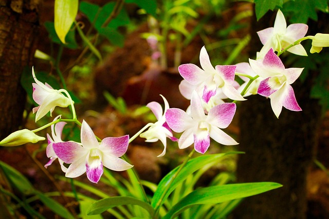 Free Flower Flower Background photo and picture