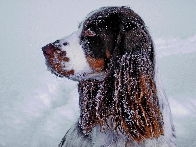 Free Winter Snow photo and picture