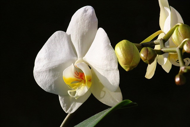Blume, Flora, Natur, Blütenblatt, Blühen