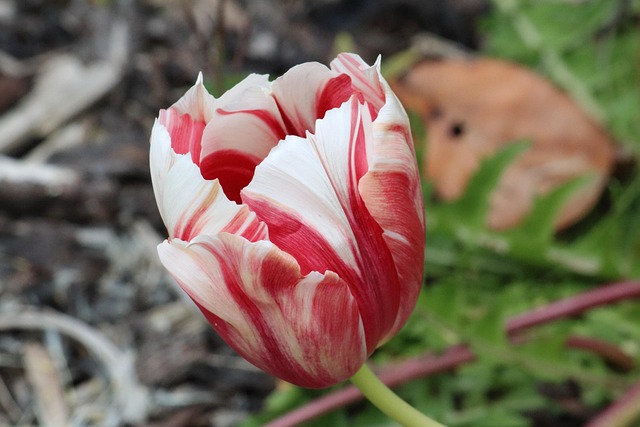 Natur, Flora, Blume, Blatt, Sommer
