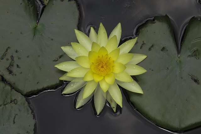 Free Flower Plant photo and picture