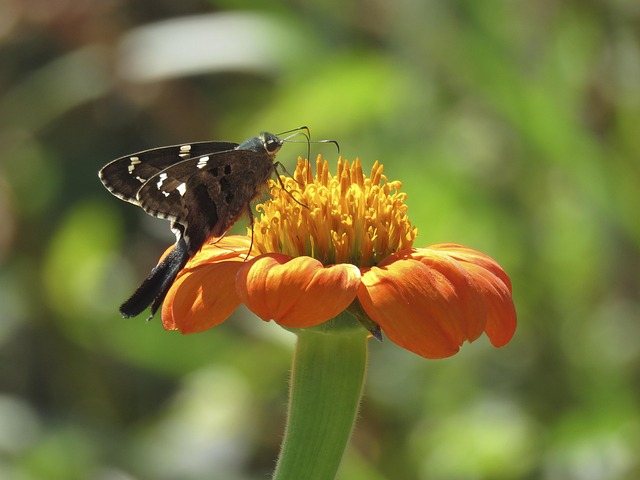 Free Nature Flower Background photo and picture