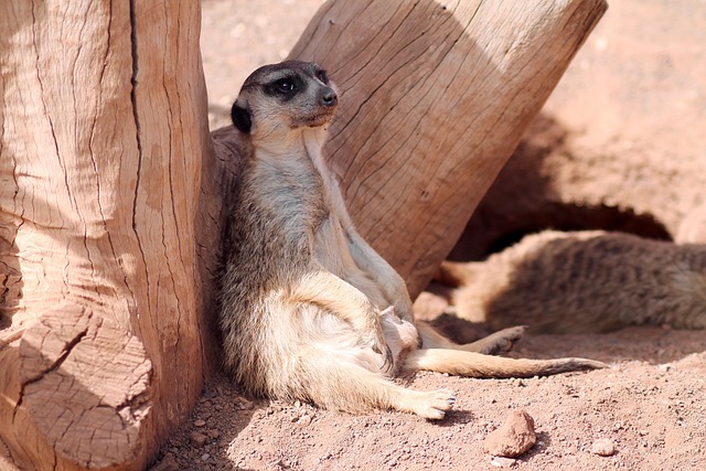 Free Mammals Wild Animals photo and picture