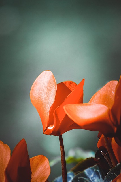 Flor, Planta, Sale De, Jardín