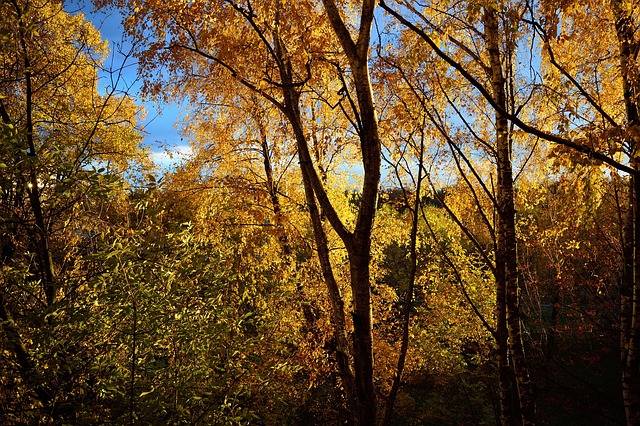 Free Tree Autumn photo and picture