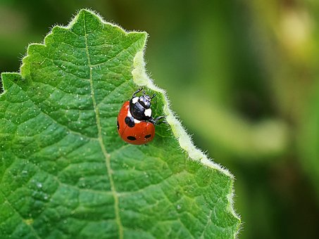 ladybug photo