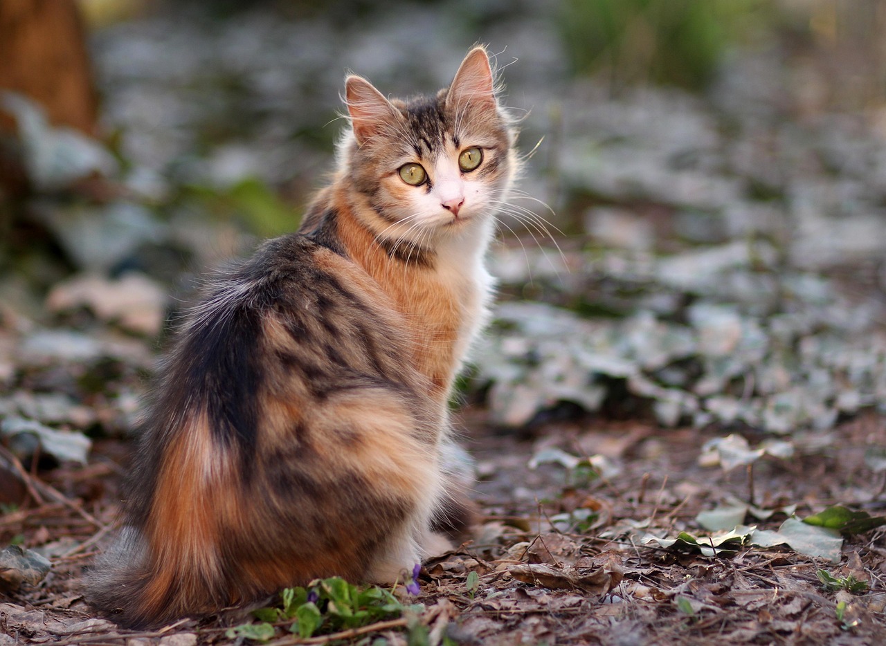 Cat, Coloring, Pet, About Cat, Coloring, Pet, About