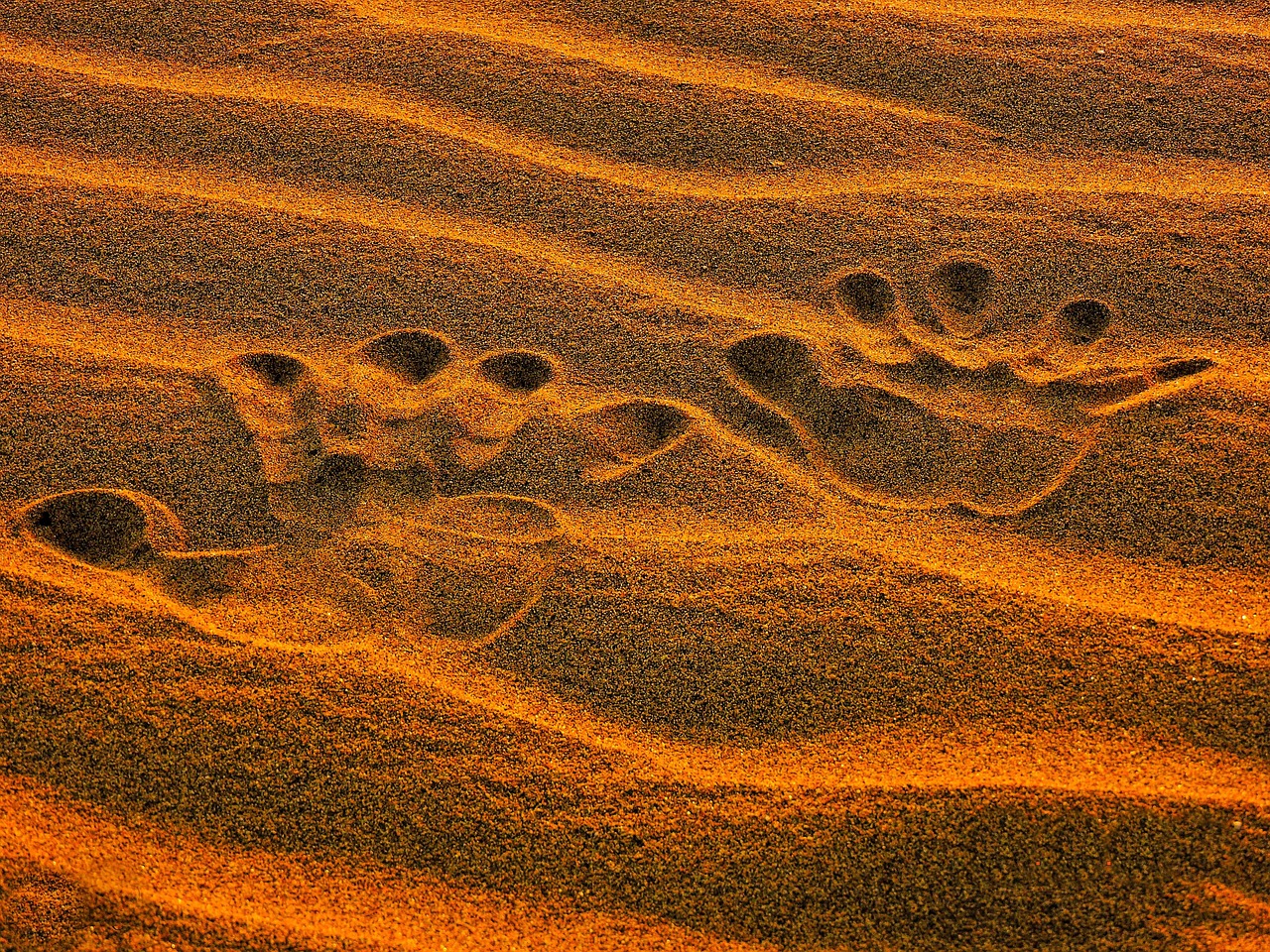 Desert Sand Dry Free Photo On Pixabay