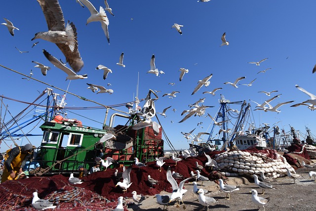 Free Heaven Seagulls photo and picture