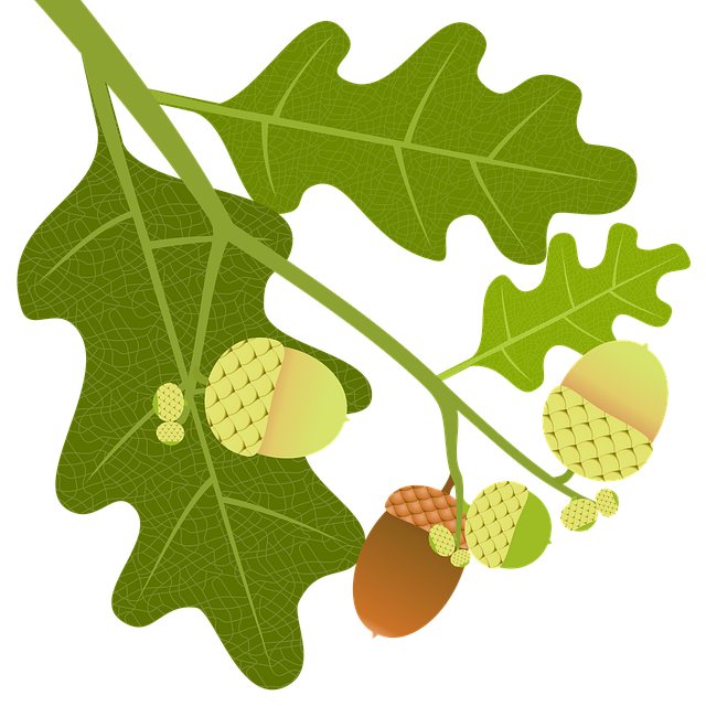 Free oak acorns branch illustration