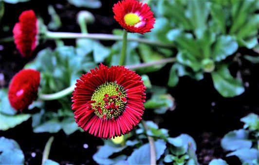 Free Nature Flower photo and picture