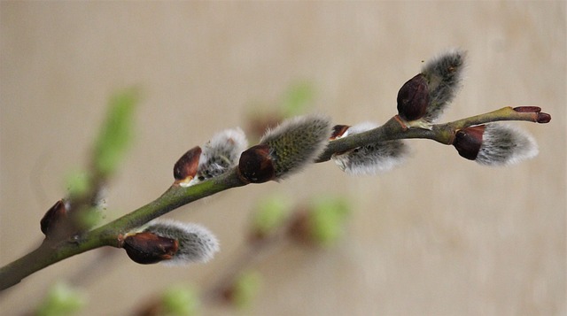 Free Nature Tree photo and picture