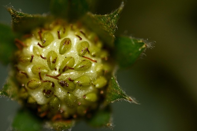 Free Nature Fruit photo and picture