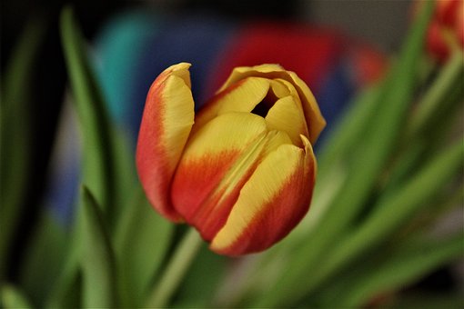 Free Tulip Nature photo and picture