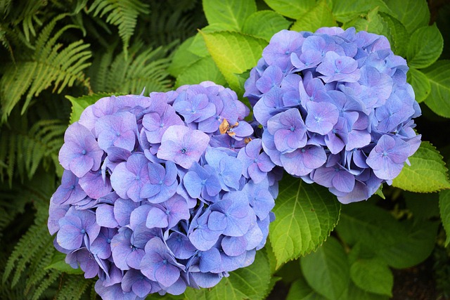 Free Flower Nature photo and picture