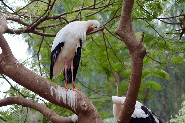 Free Zoo Bird photo and picture
