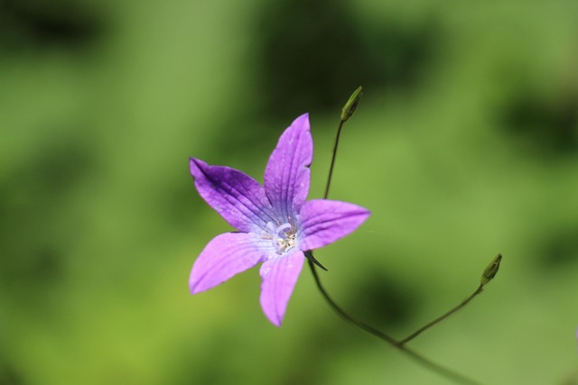 Free Nature Plant photo and picture