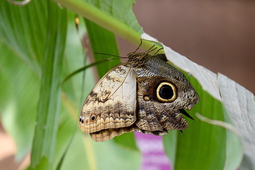Free Nature Animalia photo and picture