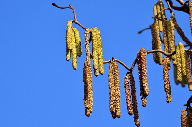Free Walnut Hazelnut photo and picture