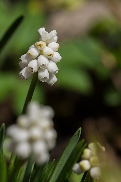 Blume, Natur, Pflanze, Blatt, Saison