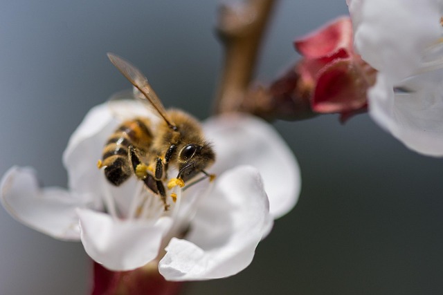Blume, Natur, Biene, Insekt, Blütenstaub