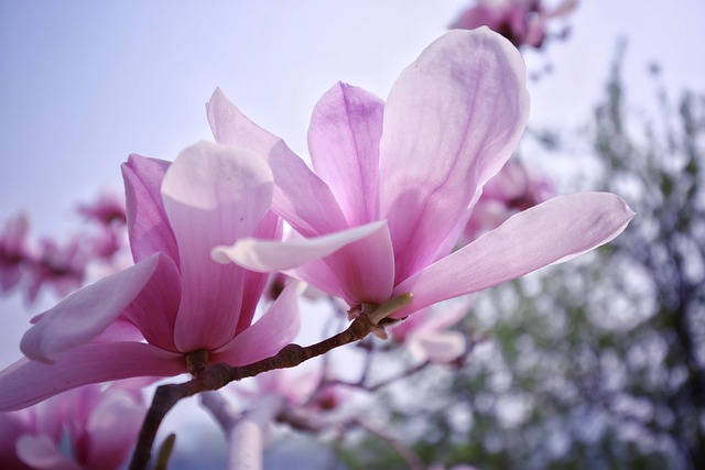 Free Flower Flower Background photo and picture