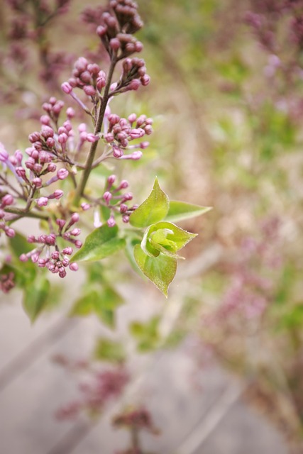 Free Flower Flower Background photo and picture