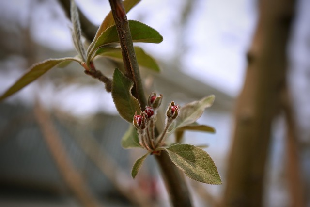 Free Leaf Tree photo and picture