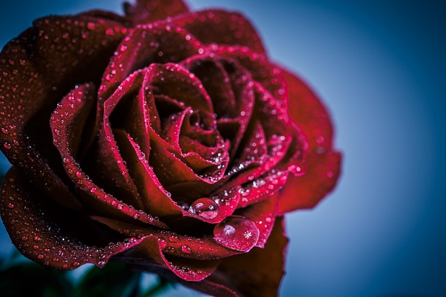 Free Flower Rose Flower photo and picture