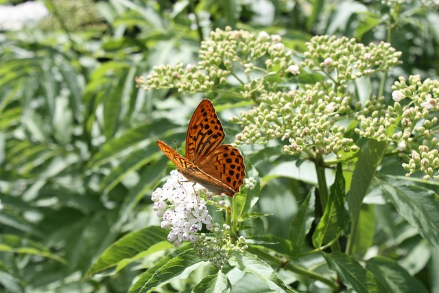 Free Nature Plant photo and picture