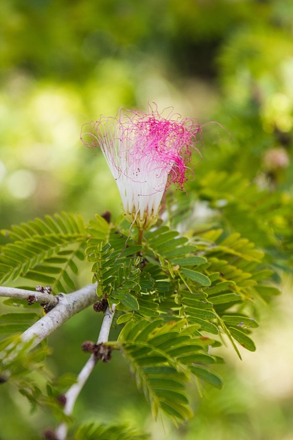 Free Nature Plant photo and picture
